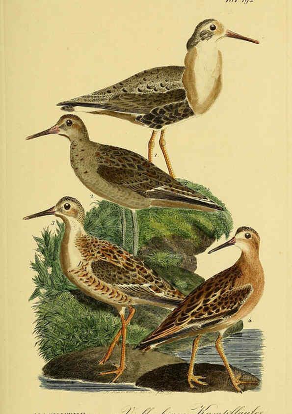 Reproducción/Reproduction 6058888077: Johann Andreas Naumann's ... Naturgeschichte der Vögel Deutschlands, nach einigen Erfahrungen entworfen. 13.T.Plates Leipzig :G. Fleischer,1820-1860