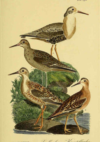 Reproducción/Reproduction 6058888077: Johann Andreas Naumann's ... Naturgeschichte der Vögel Deutschlands, nach einigen Erfahrungen entworfen. 13.T.Plates Leipzig :G. Fleischer,1820-1860