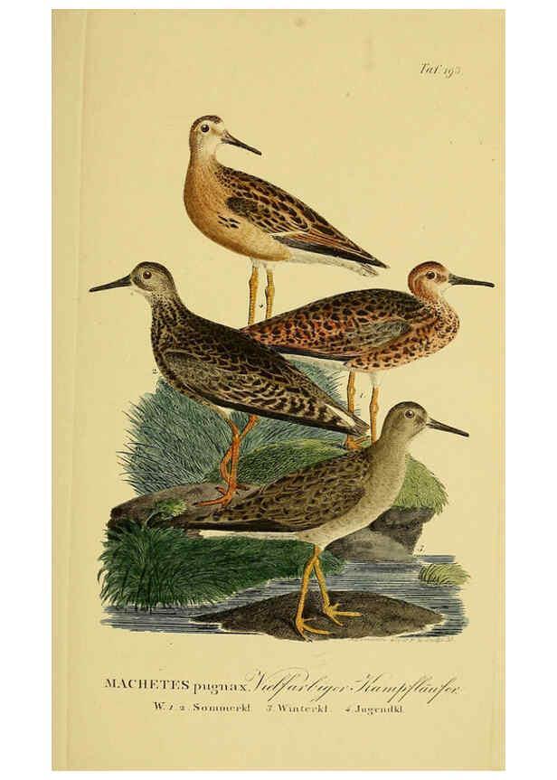 Reproducción/Reproduction 6058888451: Johann Andreas Naumann's ... Naturgeschichte der Vögel Deutschlands, nach einigen Erfahrungen entworfen. 13.T.Plates Leipzig :G. Fleischer,1820-1860