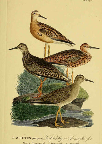 Reproducción/Reproduction 6058888451: Johann Andreas Naumann's ... Naturgeschichte der Vögel Deutschlands, nach einigen Erfahrungen entworfen. 13.T.Plates Leipzig :G. Fleischer,1820-1860