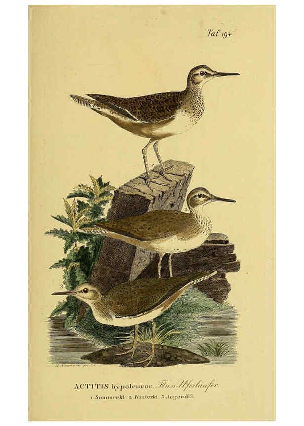 Reproducción/Reproduction 6058888693: Johann Andreas Naumann's ... Naturgeschichte der Vögel Deutschlands, nach einigen Erfahrungen entworfen. 13.T.Plates Leipzig :G. Fleischer,1820-1860