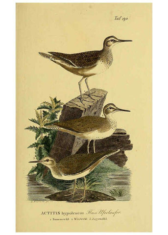 Reproducción/Reproduction 6058888693: Johann Andreas Naumann's ... Naturgeschichte der Vögel Deutschlands, nach einigen Erfahrungen entworfen. 13.T.Plates Leipzig :G. Fleischer,1820-1860