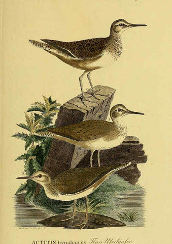 Reproducción/Reproduction 6058888693: Johann Andreas Naumann's ... Naturgeschichte der Vögel Deutschlands, nach einigen Erfahrungen entworfen. 13.T.Plates Leipzig :G. Fleischer,1820-1860