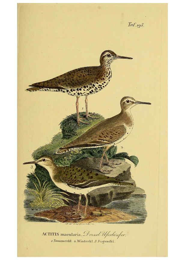 Reproducción/Reproduction 6058889035: Johann Andreas Naumann's ... Naturgeschichte der Vögel Deutschlands, nach einigen Erfahrungen entworfen. 13.T.Plates Leipzig :G. Fleischer,1820-1860
