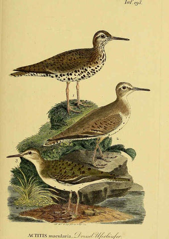 Reproducción/Reproduction 6058889035: Johann Andreas Naumann's ... Naturgeschichte der Vögel Deutschlands, nach einigen Erfahrungen entworfen. 13.T.Plates Leipzig :G. Fleischer,1820-1860