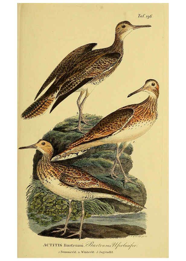 Reproducción/Reproduction 6058889415: Johann Andreas Naumann's ... Naturgeschichte der Vögel Deutschlands, nach einigen Erfahrungen entworfen. 13.T.Plates Leipzig :G. Fleischer,1820-1860