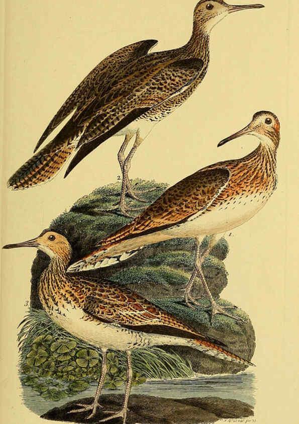 Reproducción/Reproduction 6058889415: Johann Andreas Naumann's ... Naturgeschichte der Vögel Deutschlands, nach einigen Erfahrungen entworfen. 13.T.Plates Leipzig :G. Fleischer,1820-1860