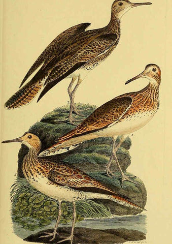 Reproducción/Reproduction 6058889415: Johann Andreas Naumann's ... Naturgeschichte der Vögel Deutschlands, nach einigen Erfahrungen entworfen. 13.T.Plates Leipzig :G. Fleischer,1820-1860