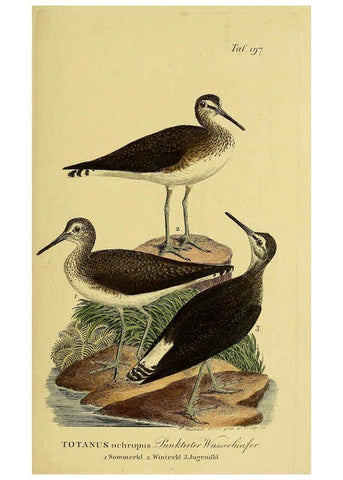 Reproducción/Reproduction 6058889713: Johann Andreas Naumann's ... Naturgeschichte der Vögel Deutschlands, nach einigen Erfahrungen entworfen. 13.T.Plates Leipzig :G. Fleischer,1820-1860