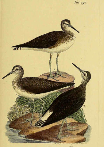 Reproducción/Reproduction 6058889713: Johann Andreas Naumann's ... Naturgeschichte der Vögel Deutschlands, nach einigen Erfahrungen entworfen. 13.T.Plates Leipzig :G. Fleischer,1820-1860