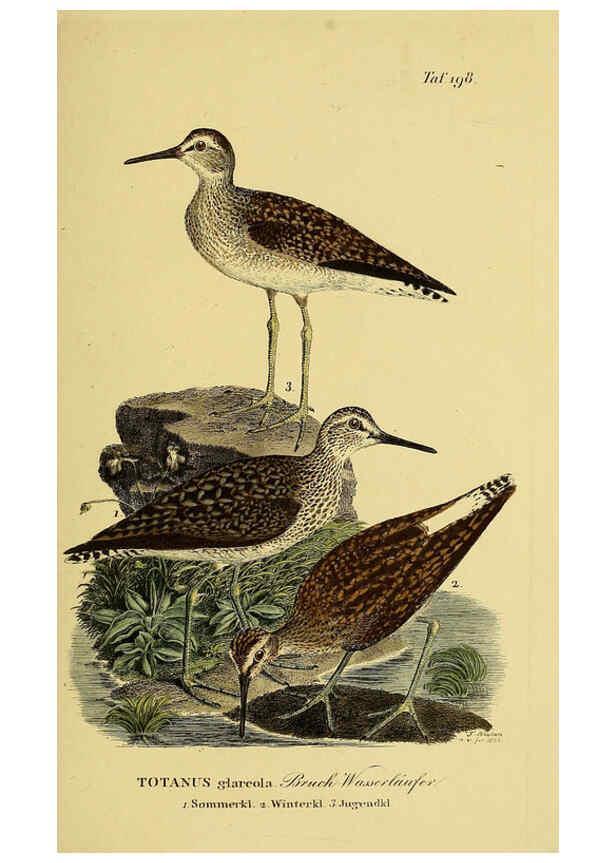 Reproducción/Reproduction 6058890053: Johann Andreas Naumann's ... Naturgeschichte der Vögel Deutschlands, nach einigen Erfahrungen entworfen. 13.T.Plates Leipzig :G. Fleischer,1820-1860