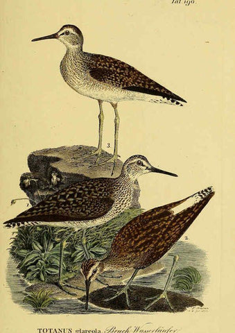 Reproducción/Reproduction 6058890053: Johann Andreas Naumann's ... Naturgeschichte der Vögel Deutschlands, nach einigen Erfahrungen entworfen. 13.T.Plates Leipzig :G. Fleischer,1820-1860