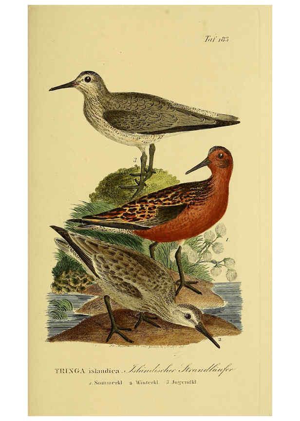 Reproducción/Reproduction 6059432048: Johann Andreas Naumann's ... Naturgeschichte der Vögel Deutschlands, nach einigen Erfahrungen entworfen. 13.T.Plates Leipzig :G. Fleischer,1820-1860