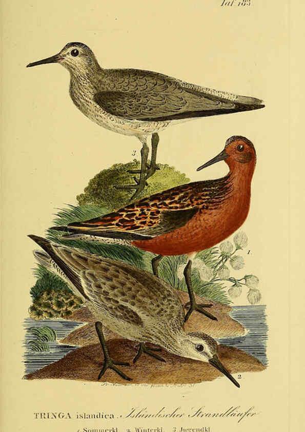 Reproducción/Reproduction 6059432048: Johann Andreas Naumann's ... Naturgeschichte der Vögel Deutschlands, nach einigen Erfahrungen entworfen. 13.T.Plates Leipzig :G. Fleischer,1820-1860