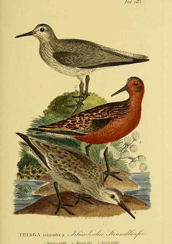 Reproducción/Reproduction 6059432048: Johann Andreas Naumann's ... Naturgeschichte der Vögel Deutschlands, nach einigen Erfahrungen entworfen. 13.T.Plates Leipzig :G. Fleischer,1820-1860