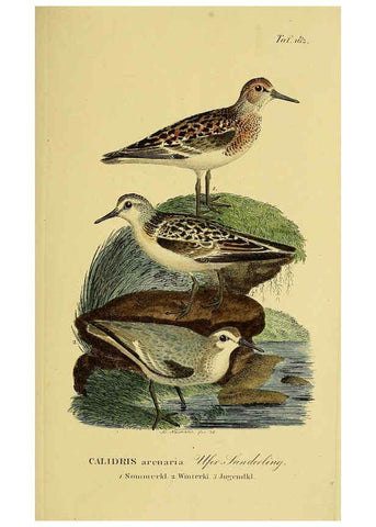 Reproducción/Reproduction 6059431806: Johann Andreas Naumann's ... Naturgeschichte der Vögel Deutschlands, nach einigen Erfahrungen entworfen. 13.T.Plates Leipzig :G. Fleischer,1820-1860