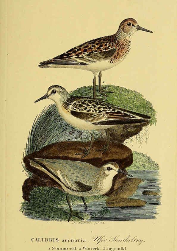 Reproducción/Reproduction 6059431806: Johann Andreas Naumann's ... Naturgeschichte der Vögel Deutschlands, nach einigen Erfahrungen entworfen. 13.T.Plates Leipzig :G. Fleischer,1820-1860