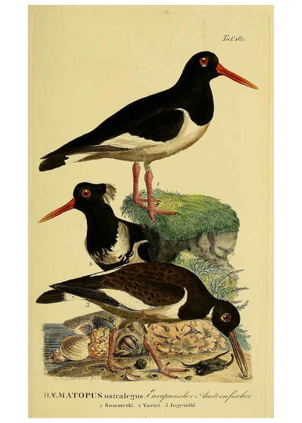 Reproducción/Reproduction 6058884241: Johann Andreas Naumann's ... Naturgeschichte der Vögel Deutschlands, nach einigen Erfahrungen entworfen. 13.T.Plates Leipzig :G. Fleischer,1820-1860