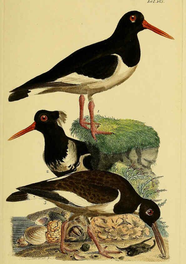 Reproducción/Reproduction 6058884241: Johann Andreas Naumann's ... Naturgeschichte der Vögel Deutschlands, nach einigen Erfahrungen entworfen. 13.T.Plates Leipzig :G. Fleischer,1820-1860