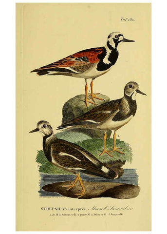 Reproducción/Reproduction 6059431152: Johann Andreas Naumann's ... Naturgeschichte der Vögel Deutschlands, nach einigen Erfahrungen entworfen. 13.T.Plates Leipzig :G. Fleischer,1820-1860