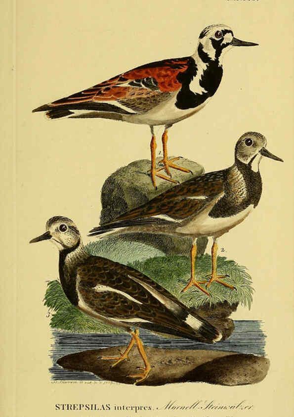 Reproducción/Reproduction 6059431152: Johann Andreas Naumann's ... Naturgeschichte der Vögel Deutschlands, nach einigen Erfahrungen entworfen. 13.T.Plates Leipzig :G. Fleischer,1820-1860