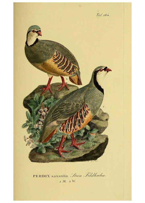 Reproducción/Reproduction 6059425446: Johann Andreas Naumann's ... Naturgeschichte der Vögel Deutschlands, nach einigen Erfahrungen entworfen. 13.T.Plates Leipzig :G. Fleischer,1820-1860