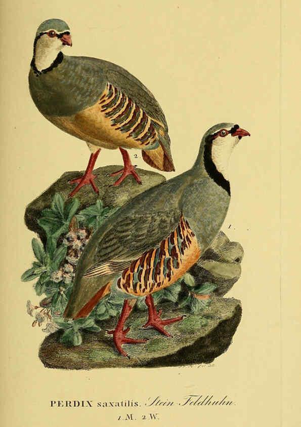 Reproducción/Reproduction 6059425446: Johann Andreas Naumann's ... Naturgeschichte der Vögel Deutschlands, nach einigen Erfahrungen entworfen. 13.T.Plates Leipzig :G. Fleischer,1820-1860
