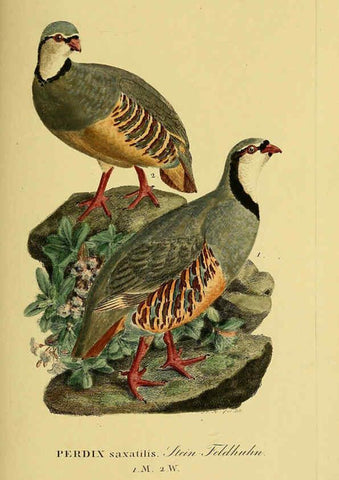 Reproducción/Reproduction 6059425446: Johann Andreas Naumann's ... Naturgeschichte der Vögel Deutschlands, nach einigen Erfahrungen entworfen. 13.T.Plates Leipzig :G. Fleischer,1820-1860