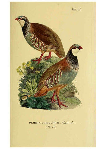 Reproducción/Reproduction 6058878605: Johann Andreas Naumann's ... Naturgeschichte der Vögel Deutschlands, nach einigen Erfahrungen entworfen. 13.T.Plates Leipzig :G. Fleischer,1820-1860