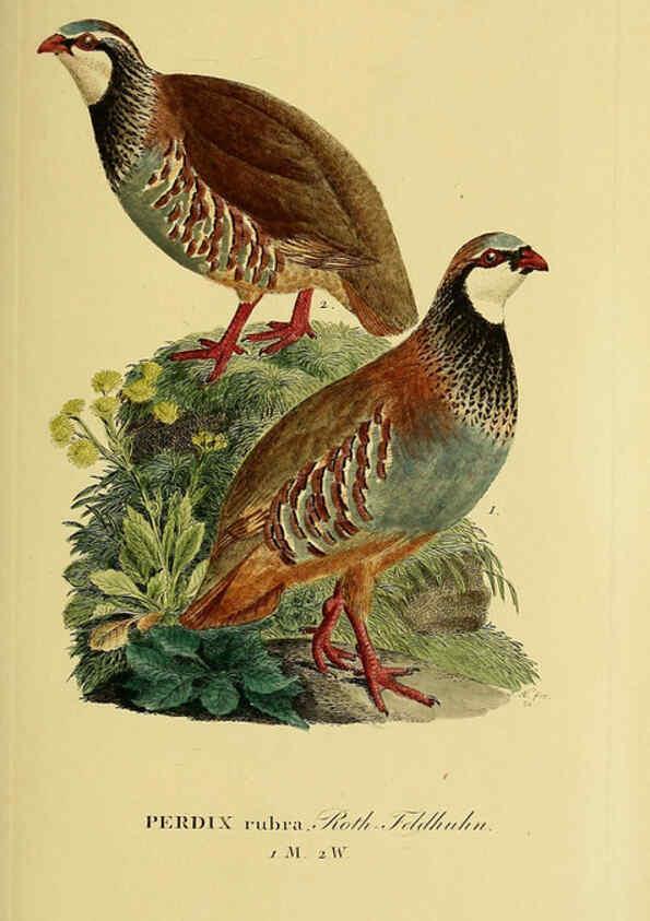 Reproducción/Reproduction 6058878605: Johann Andreas Naumann's ... Naturgeschichte der Vögel Deutschlands, nach einigen Erfahrungen entworfen. 13.T.Plates Leipzig :G. Fleischer,1820-1860