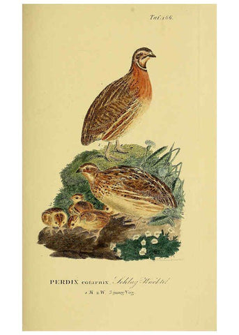 Reproducción/Reproduction 6058878909: Johann Andreas Naumann's ... Naturgeschichte der Vögel Deutschlands, nach einigen Erfahrungen entworfen. 13.T.Plates Leipzig :G. Fleischer,1820-1860