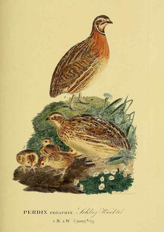 Reproducción/Reproduction 6058878909: Johann Andreas Naumann's ... Naturgeschichte der Vögel Deutschlands, nach einigen Erfahrungen entworfen. 13.T.Plates Leipzig :G. Fleischer,1820-1860