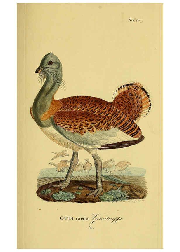 Reproducción/Reproduction 6058879181: Johann Andreas Naumann's ... Naturgeschichte der Vögel Deutschlands, nach einigen Erfahrungen entworfen. 13.T.Plates Leipzig :G. Fleischer,1820-1860