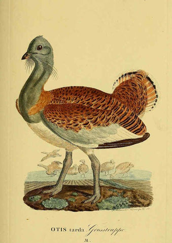 Reproducción/Reproduction 6058879181: Johann Andreas Naumann's ... Naturgeschichte der Vögel Deutschlands, nach einigen Erfahrungen entworfen. 13.T.Plates Leipzig :G. Fleischer,1820-1860