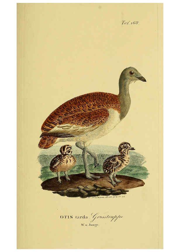 Reproducción/Reproduction 6059426854: Johann Andreas Naumann's ... Naturgeschichte der Vögel Deutschlands, nach einigen Erfahrungen entworfen. 13.T.Plates Leipzig :G. Fleischer,1820-1860
