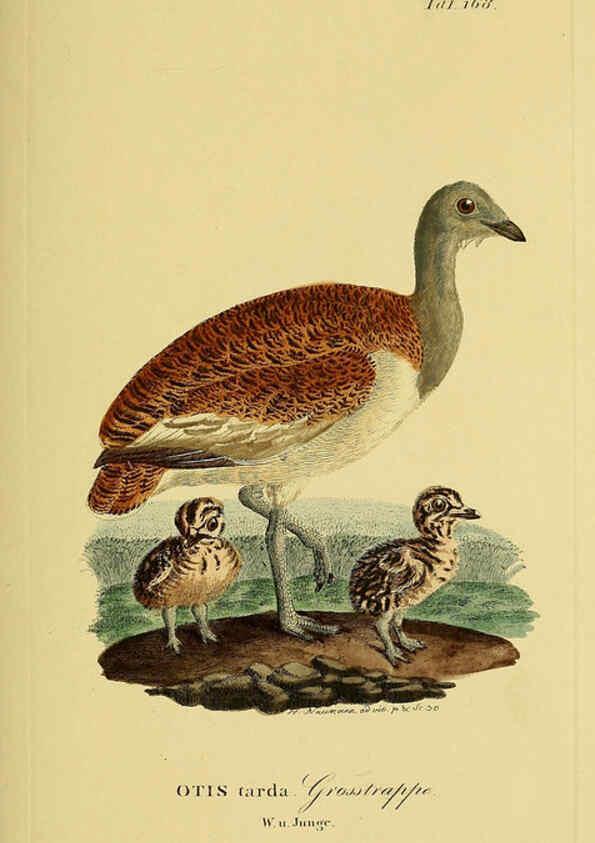 Reproducción/Reproduction 6059426854: Johann Andreas Naumann's ... Naturgeschichte der Vögel Deutschlands, nach einigen Erfahrungen entworfen. 13.T.Plates Leipzig :G. Fleischer,1820-1860
