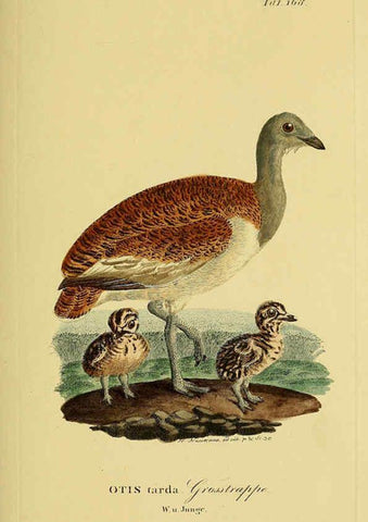 Reproducción/Reproduction 6059426854: Johann Andreas Naumann's ... Naturgeschichte der Vögel Deutschlands, nach einigen Erfahrungen entworfen. 13.T.Plates Leipzig :G. Fleischer,1820-1860