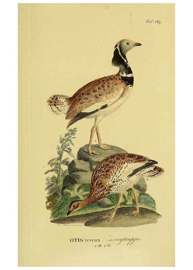 Reproducción/Reproduction 6058879845: Johann Andreas Naumann's ... Naturgeschichte der Vögel Deutschlands, nach einigen Erfahrungen entworfen. 13.T.Plates Leipzig :G. Fleischer,1820-1860