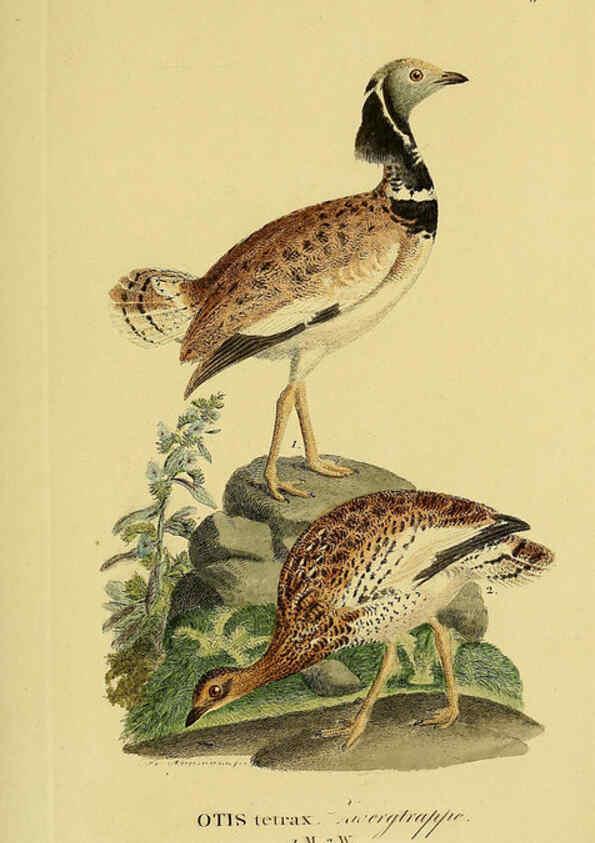 Reproducción/Reproduction 6058879845: Johann Andreas Naumann's ... Naturgeschichte der Vögel Deutschlands, nach einigen Erfahrungen entworfen. 13.T.Plates Leipzig :G. Fleischer,1820-1860