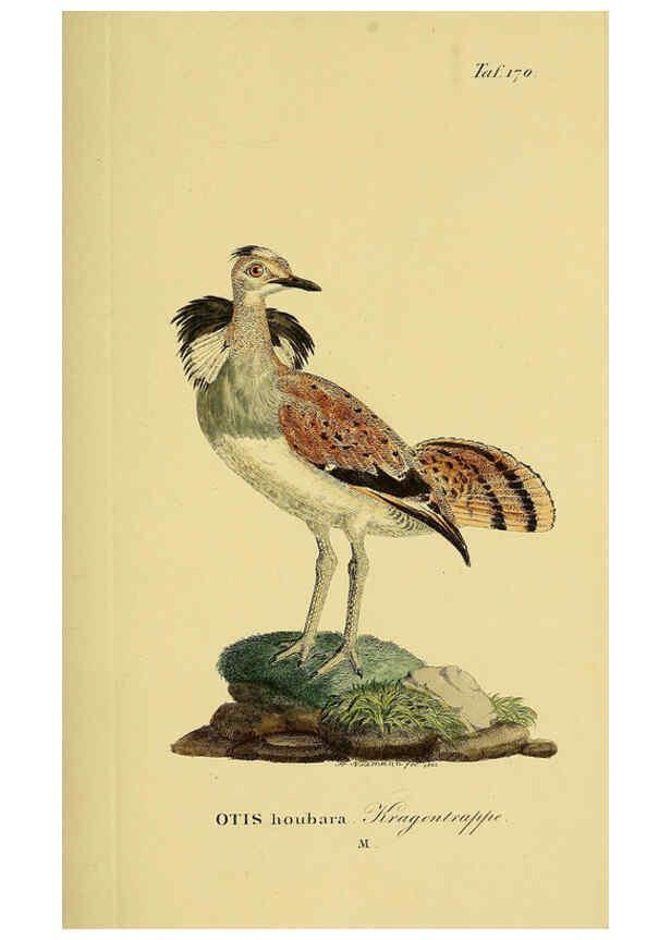Reproducción/Reproduction 6058880135: Johann Andreas Naumann's ... Naturgeschichte der Vögel Deutschlands, nach einigen Erfahrungen entworfen. 13.T.Plates Leipzig :G. Fleischer,1820-1860