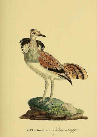 Reproducción/Reproduction 6058880135: Johann Andreas Naumann's ... Naturgeschichte der Vögel Deutschlands, nach einigen Erfahrungen entworfen. 13.T.Plates Leipzig :G. Fleischer,1820-1860