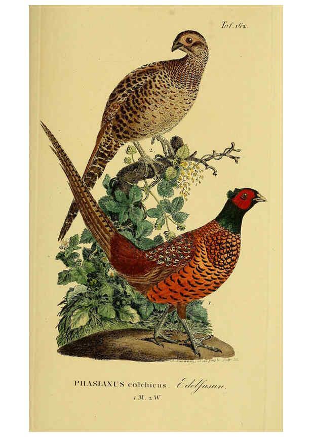 Reproducción/Reproduction 6059424768: Johann Andreas Naumann's ... Naturgeschichte der Vögel Deutschlands, nach einigen Erfahrungen entworfen. 13.T.Plates Leipzig :G. Fleischer,1820-1860