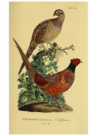 Reproducción/Reproduction 6059424768: Johann Andreas Naumann's ... Naturgeschichte der Vögel Deutschlands, nach einigen Erfahrungen entworfen. 13.T.Plates Leipzig :G. Fleischer,1820-1860