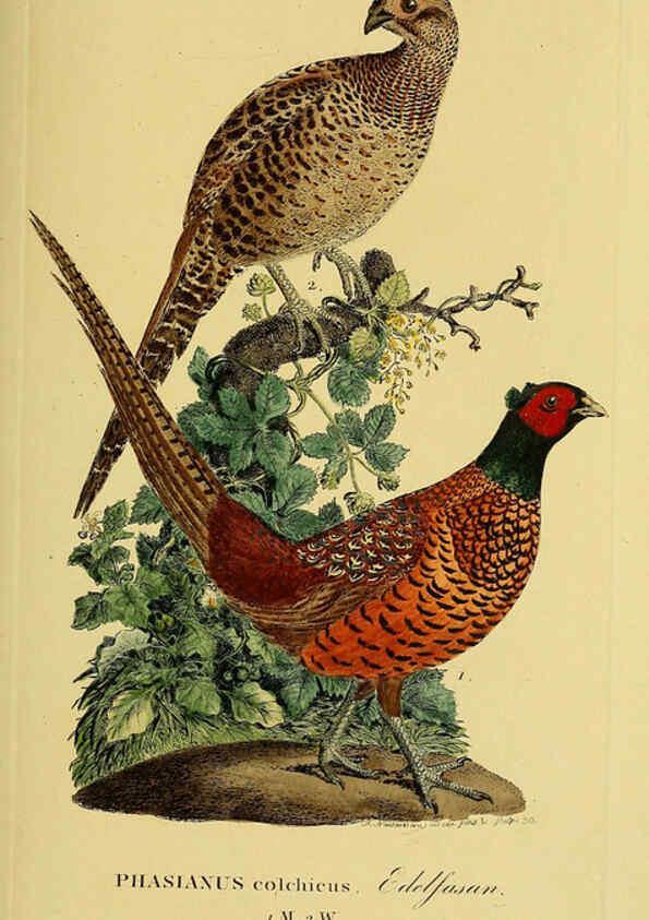 Reproducción/Reproduction 6059424768: Johann Andreas Naumann's ... Naturgeschichte der Vögel Deutschlands, nach einigen Erfahrungen entworfen. 13.T.Plates Leipzig :G. Fleischer,1820-1860