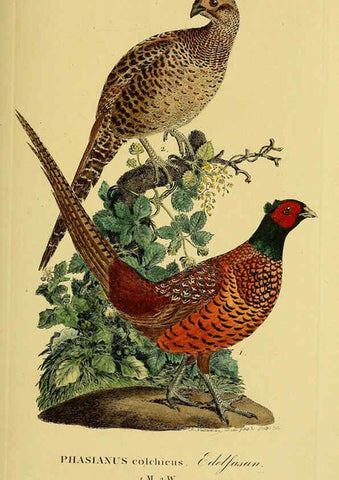 Reproducción/Reproduction 6059424768: Johann Andreas Naumann's ... Naturgeschichte der Vögel Deutschlands, nach einigen Erfahrungen entworfen. 13.T.Plates Leipzig :G. Fleischer,1820-1860