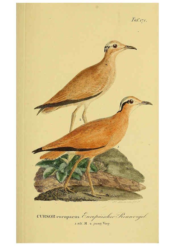Reproducción/Reproduction 6058880471: Johann Andreas Naumann's ... Naturgeschichte der Vögel Deutschlands, nach einigen Erfahrungen entworfen. 13.T.Plates Leipzig :G. Fleischer,1820-1860