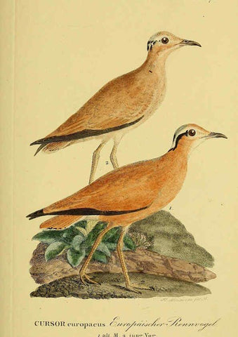 Reproducción/Reproduction 6058880471: Johann Andreas Naumann's ... Naturgeschichte der Vögel Deutschlands, nach einigen Erfahrungen entworfen. 13.T.Plates Leipzig :G. Fleischer,1820-1860
