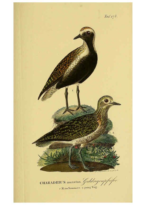 Reproducción/Reproduction 6059428640: Johann Andreas Naumann's ... Naturgeschichte der Vögel Deutschlands, nach einigen Erfahrungen entworfen. 13.T.Plates Leipzig :G. Fleischer,1820-1860