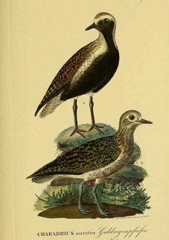 Reproducción/Reproduction 6059428640: Johann Andreas Naumann's ... Naturgeschichte der Vögel Deutschlands, nach einigen Erfahrungen entworfen. 13.T.Plates Leipzig :G. Fleischer,1820-1860