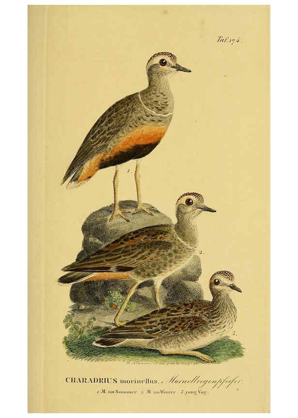 Reproducción/Reproduction 6058881773: Johann Andreas Naumann's ... Naturgeschichte der Vögel Deutschlands, nach einigen Erfahrungen entworfen. 13.T.Plates Leipzig :G. Fleischer,1820-1860